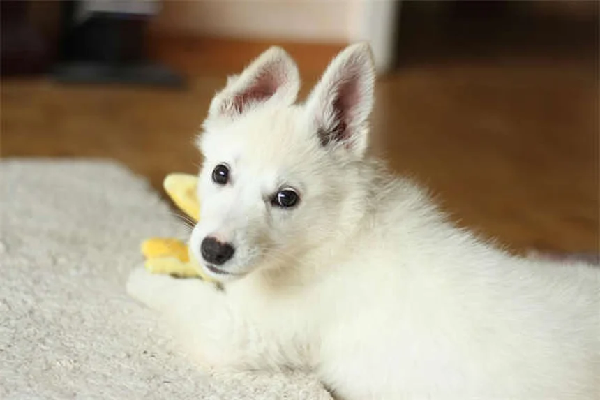 2025 Toyota 4Runner: Pricing, Trims & Hybrid Options Explained